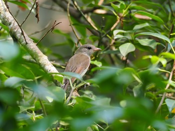 Mangrove Whistler カンザー国立公園 Tue, 11/21/2023