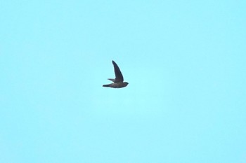 Asian Palm Swift Sungei Buloh Wetland Reserve Thu, 3/16/2023