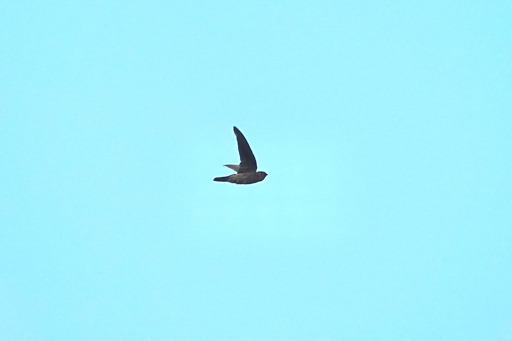 Photo of Asian Palm Swift at Sungei Buloh Wetland Reserve by のどか