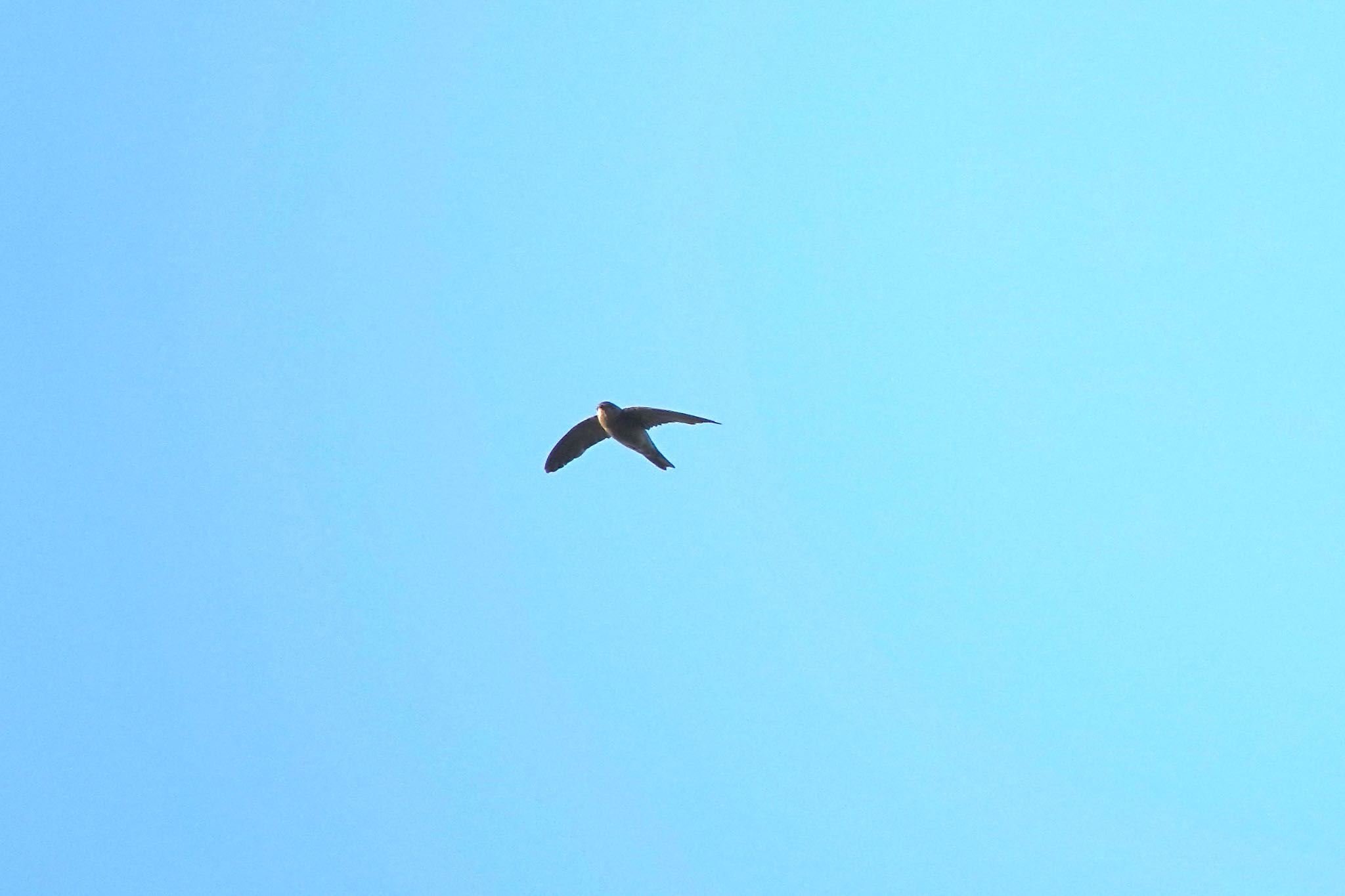 Photo of Asian Palm Swift at Sungei Buloh Wetland Reserve by のどか