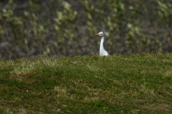 Eastern Cattle Egret Sungei Buloh Wetland Reserve Thu, 3/16/2023