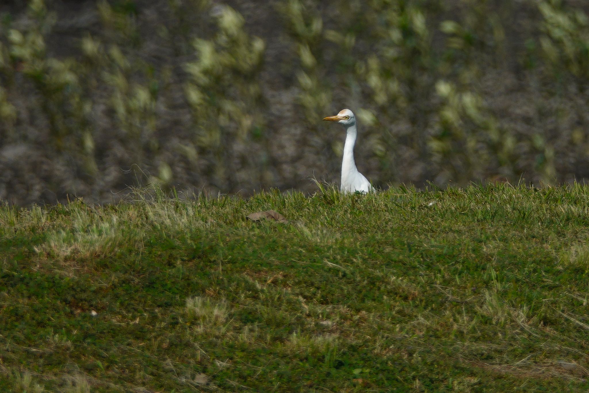 Eastern Cattle Egret