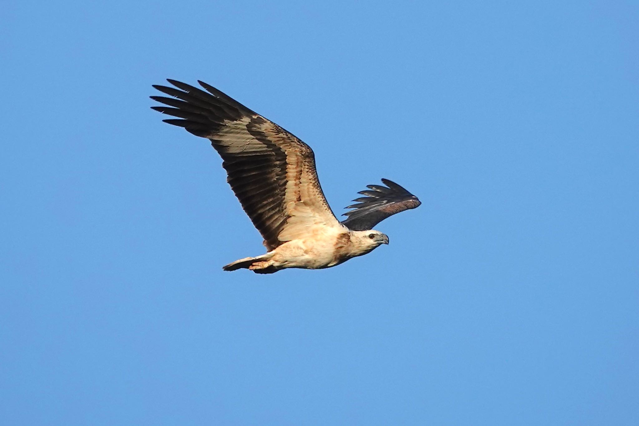 White-bellied Sea Eagle