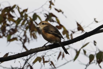 Bull-headed Shrike 和歌山 Sun, 11/19/2023