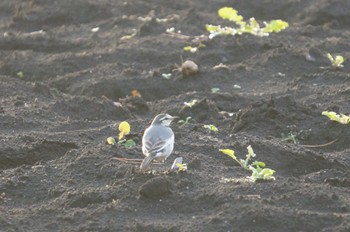 White Wagtail Unknown Spots Thu, 11/23/2023