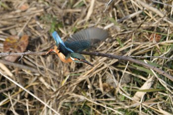 2023年11月23日(木) 愛知県豊田市逢妻女川の野鳥観察記録