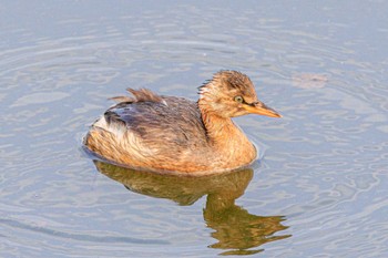 カイツブリ 稲葉池 2023年11月4日(土)