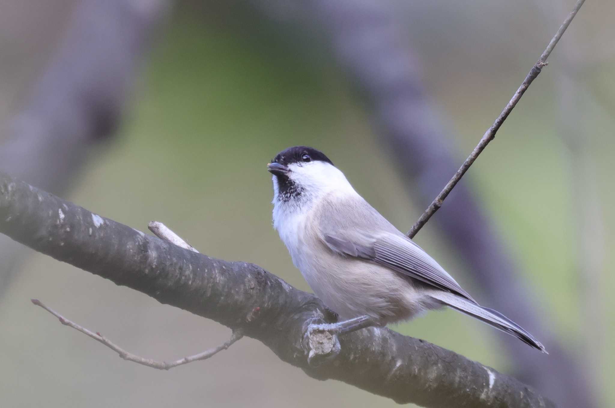 Willow Tit