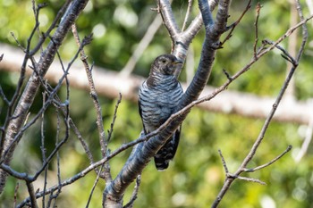 Oriental Cuckoo 和田公園(稲敷市) Wed, 11/22/2023