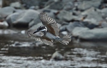 Crested Kingfisher Unknown Spots Unknown Date