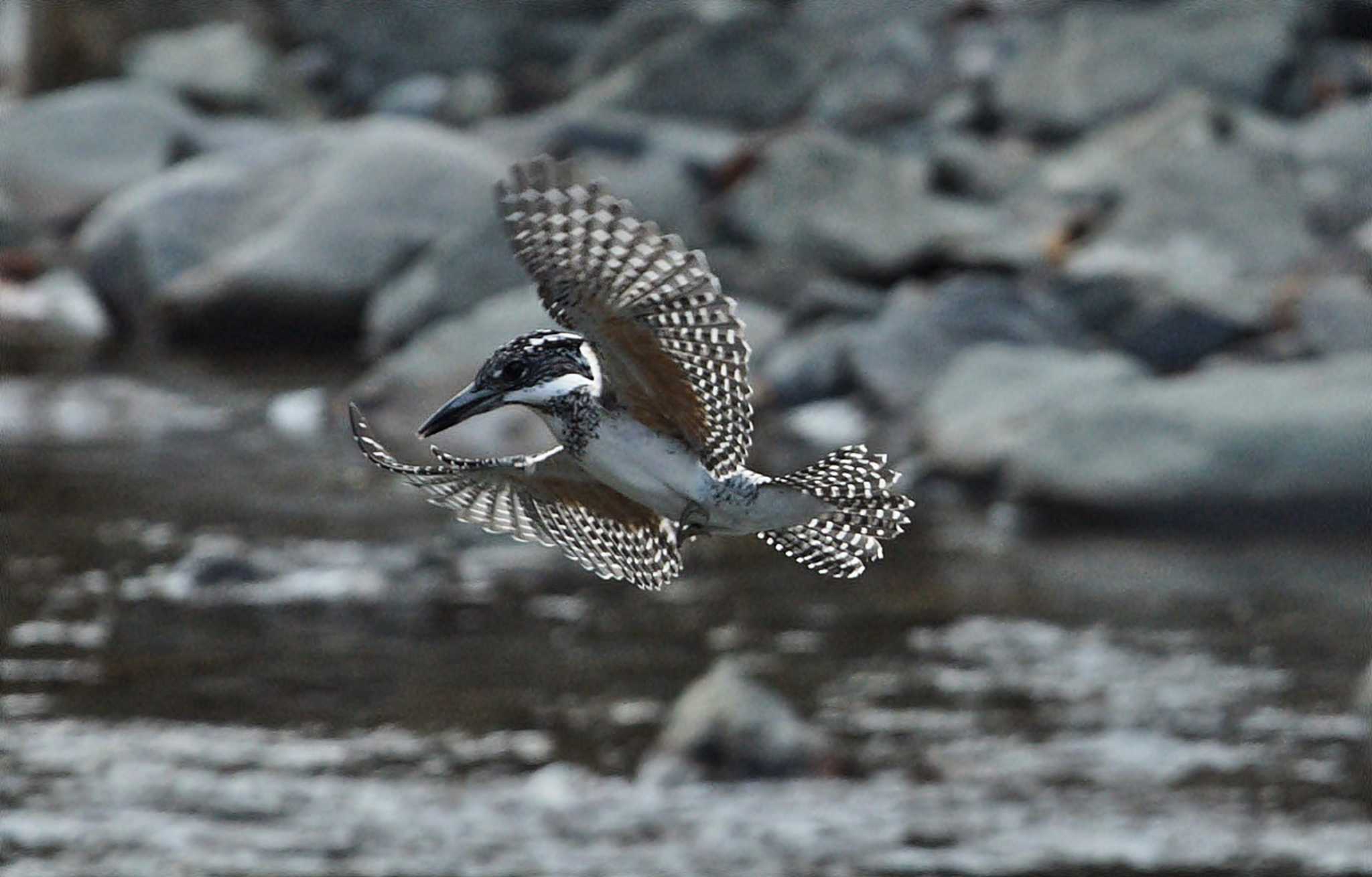 Photo of Crested Kingfisher at  by くまのみ