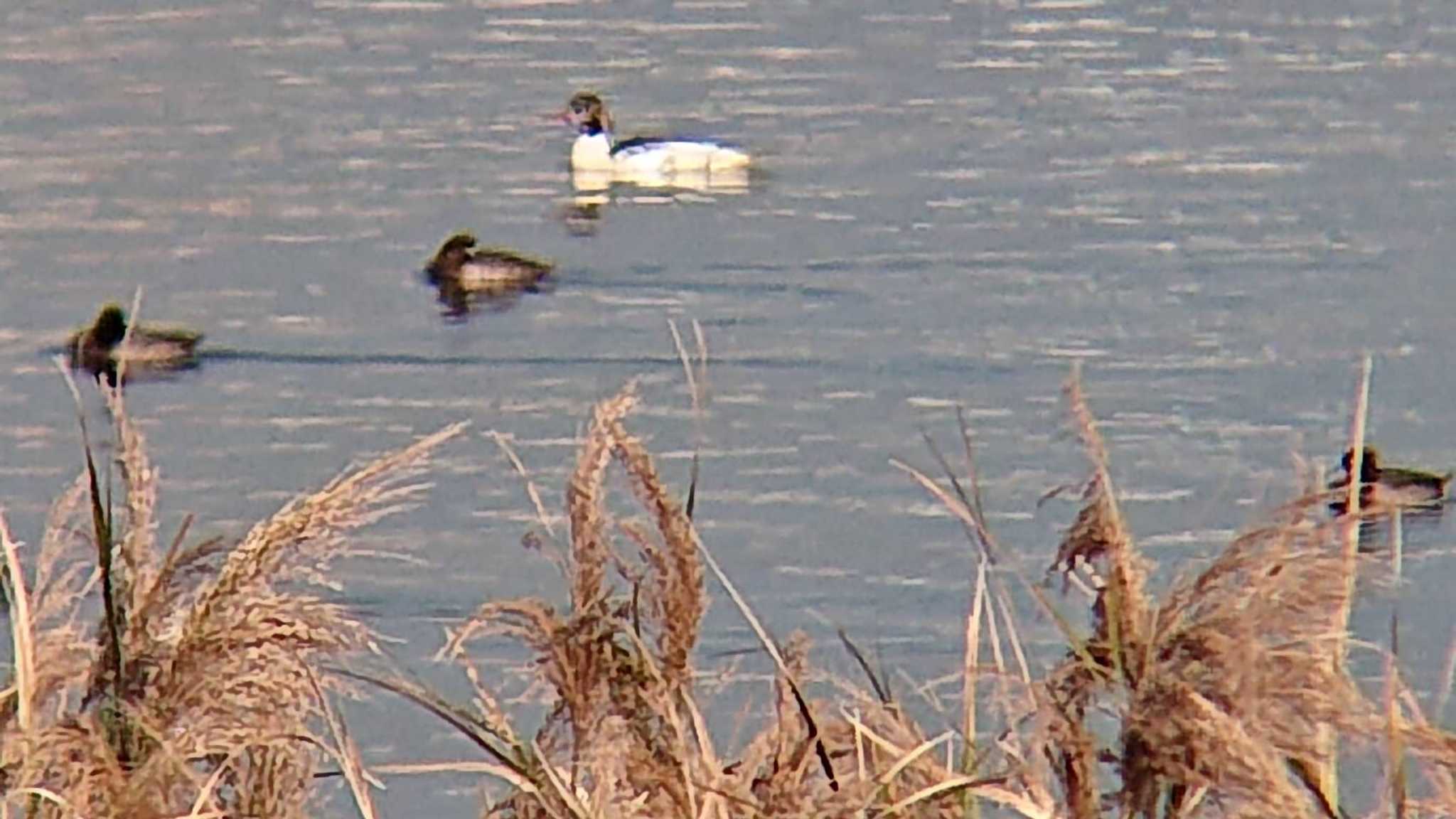 Common Merganser