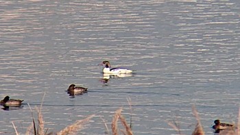 カワアイサ 多摩川河口 2023年11月23日(木)