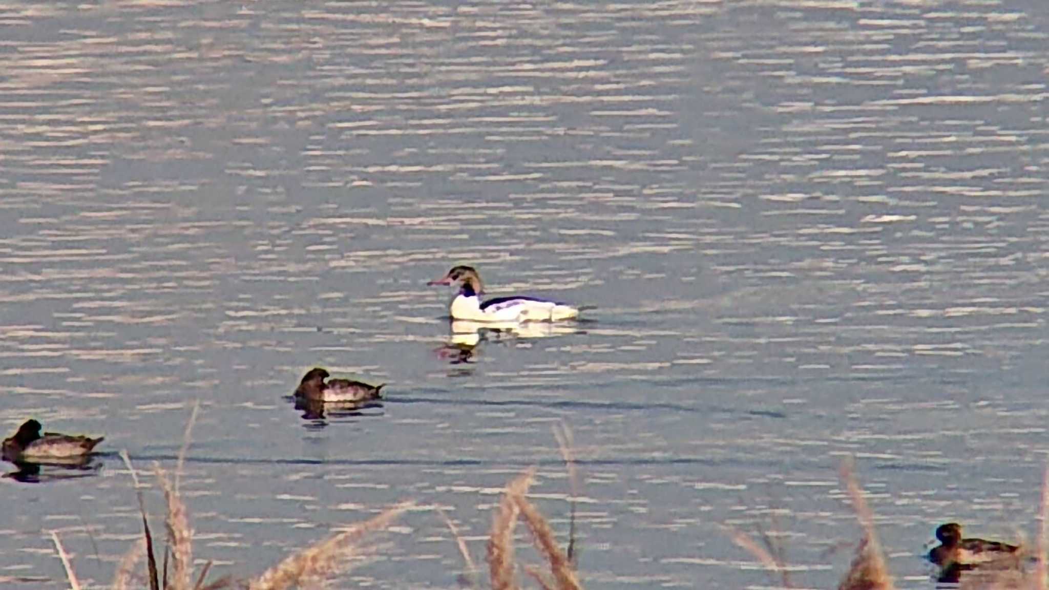 Common Merganser