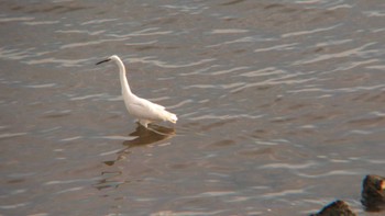 Little Egret 多摩川河口 Thu, 11/23/2023