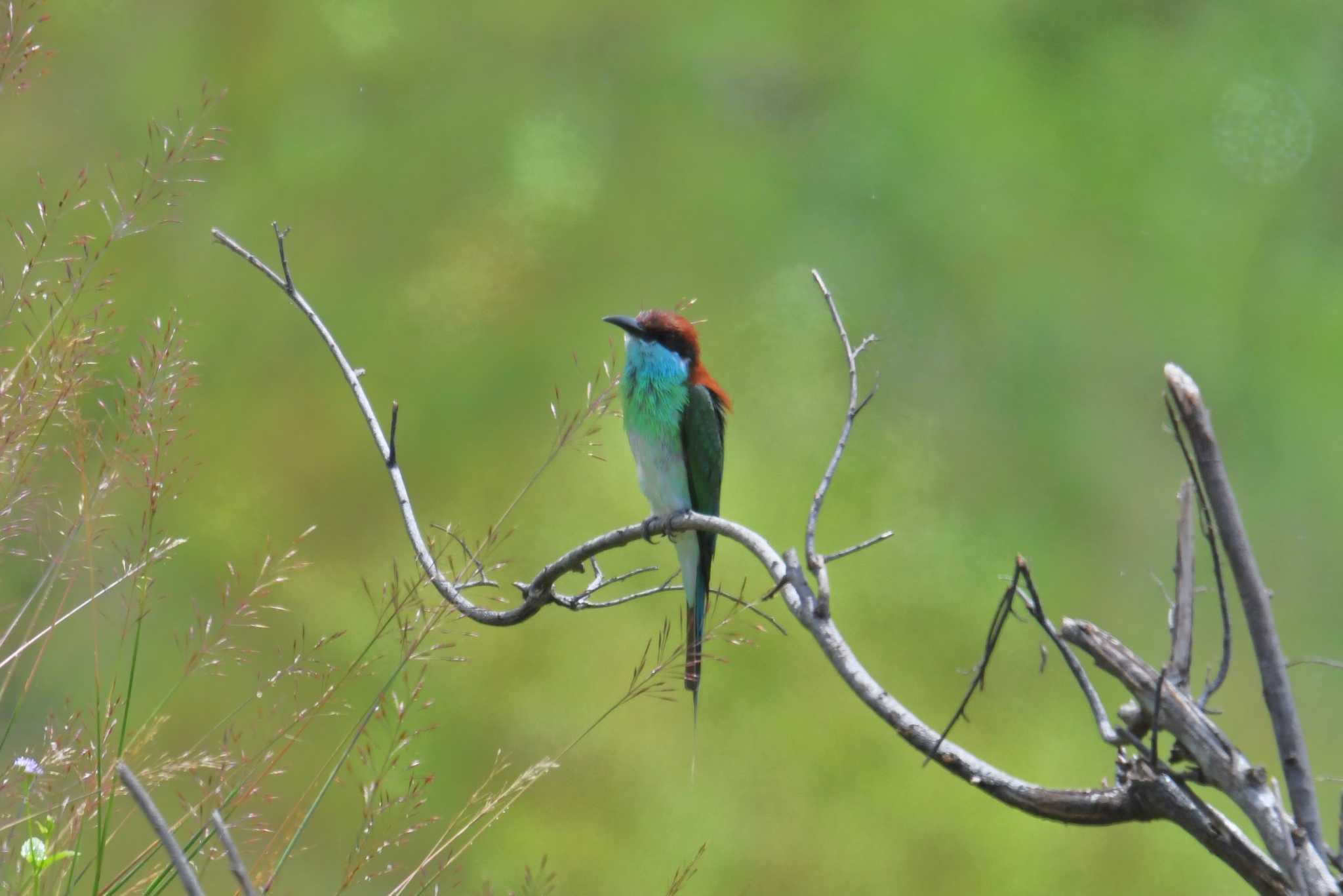 Photo of Blue-throated Bee-eater at タイ by あひる