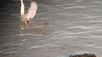 Little Egret 多摩川河口 Thu, 11/23/2023