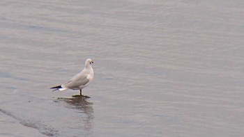 Black-headed Gull 多摩川河口 Thu, 11/23/2023