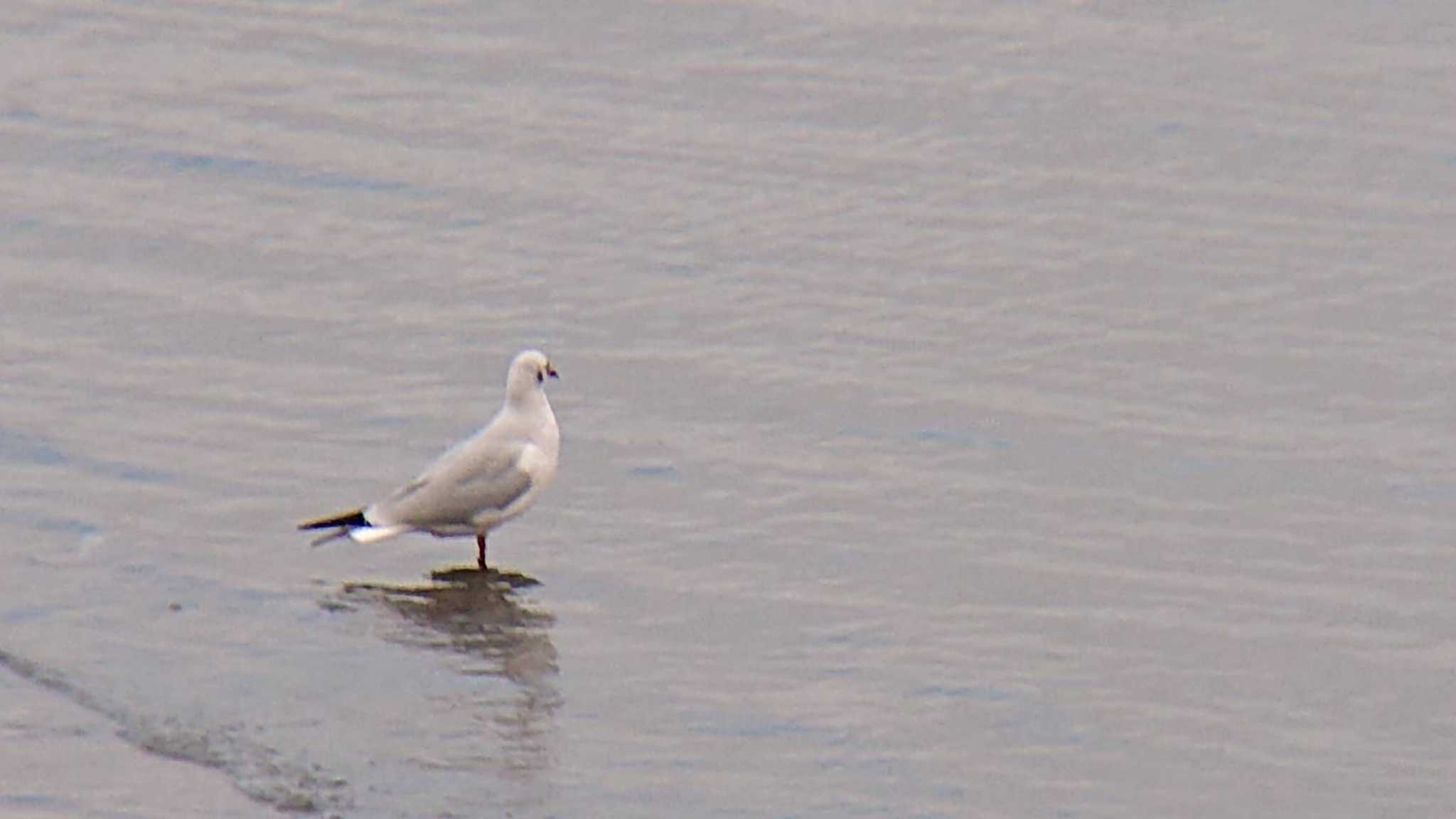 Black-headed Gull