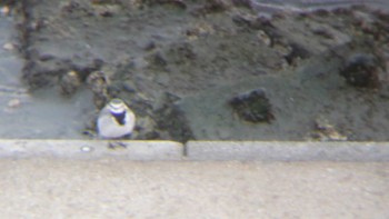 White Wagtail 多摩川河口 Thu, 11/23/2023