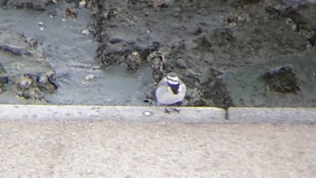 White Wagtail 多摩川河口 Thu, 11/23/2023