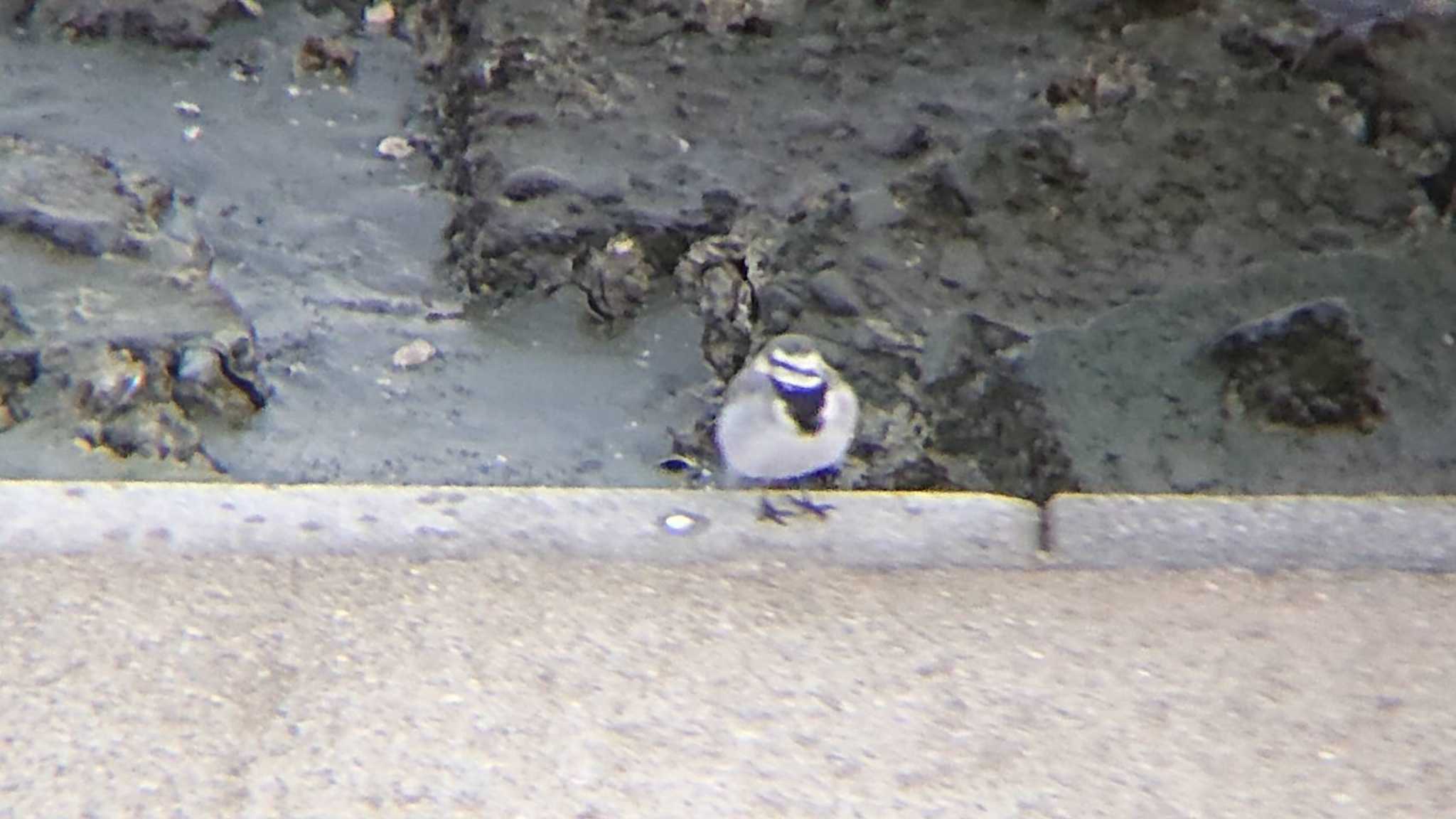 White Wagtail