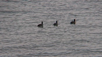 Eurasian Coot 多摩川河口 Thu, 11/23/2023