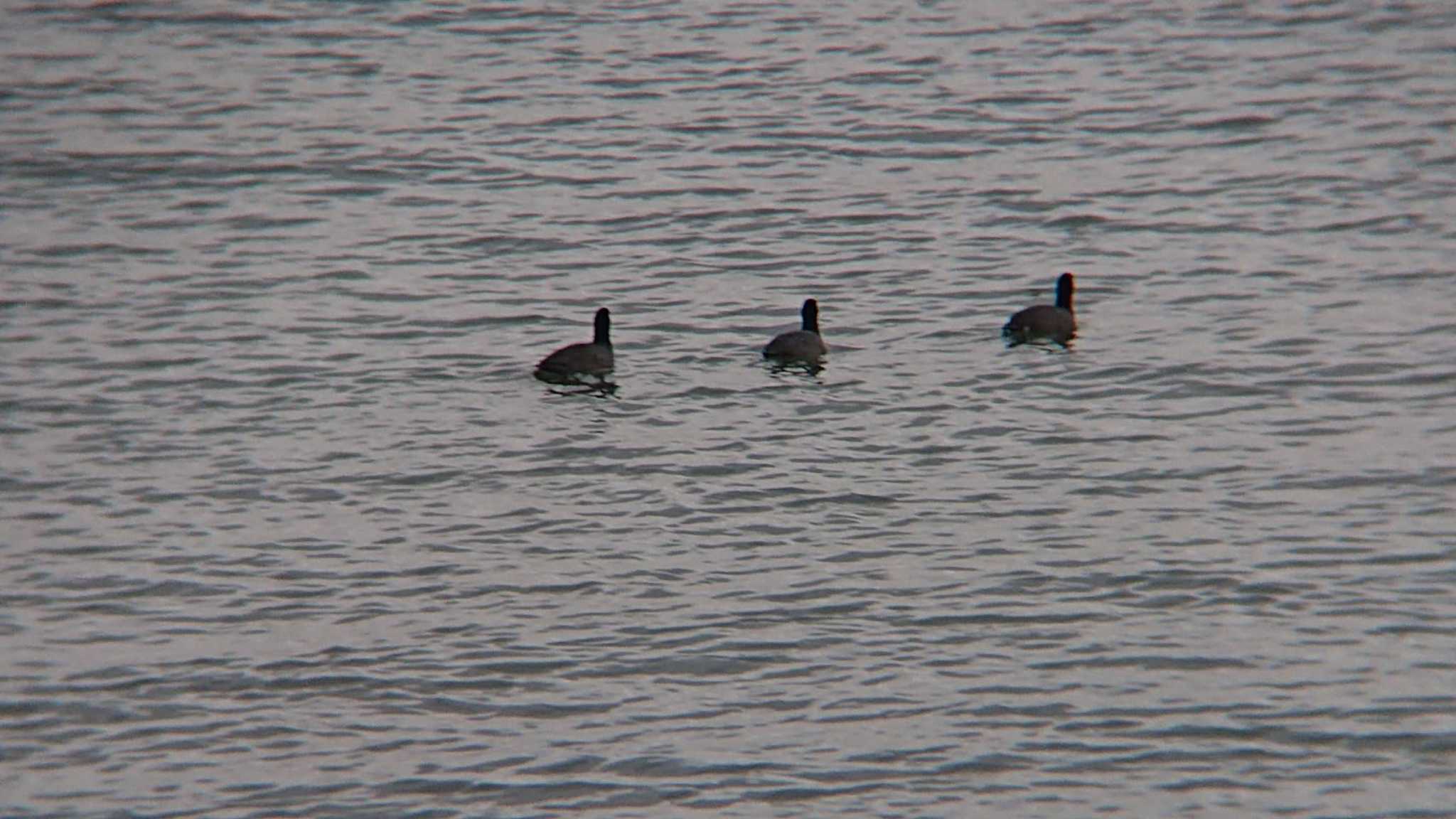 Eurasian Coot