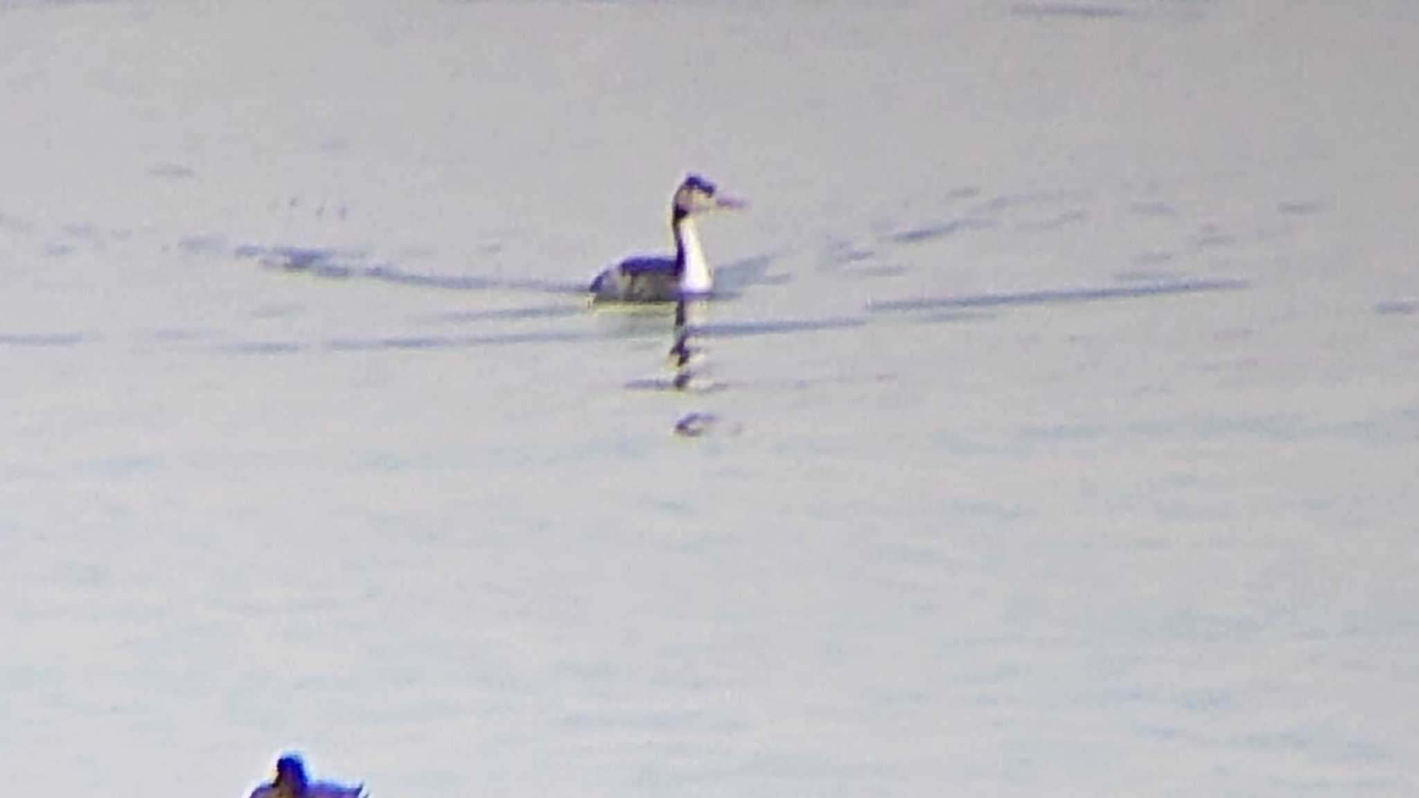 Great Crested Grebe