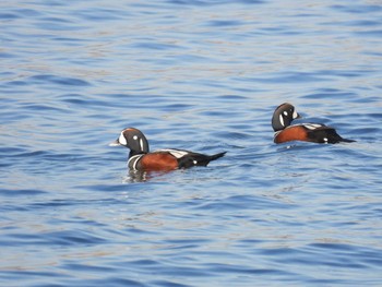 シノリガモ 北海道函館市志海苔海岸 2023年11月22日(水)