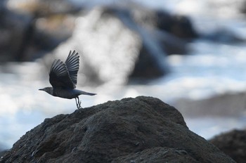 Blue Rock Thrush 真鶴 Sun, 10/7/2018