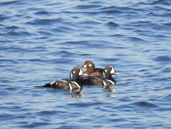 シノリガモ 北海道函館市志海苔海岸 2023年11月22日(水)