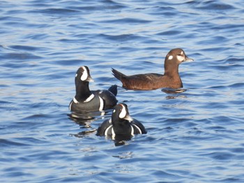 シノリガモ 北海道函館市志海苔海岸 2023年11月22日(水)