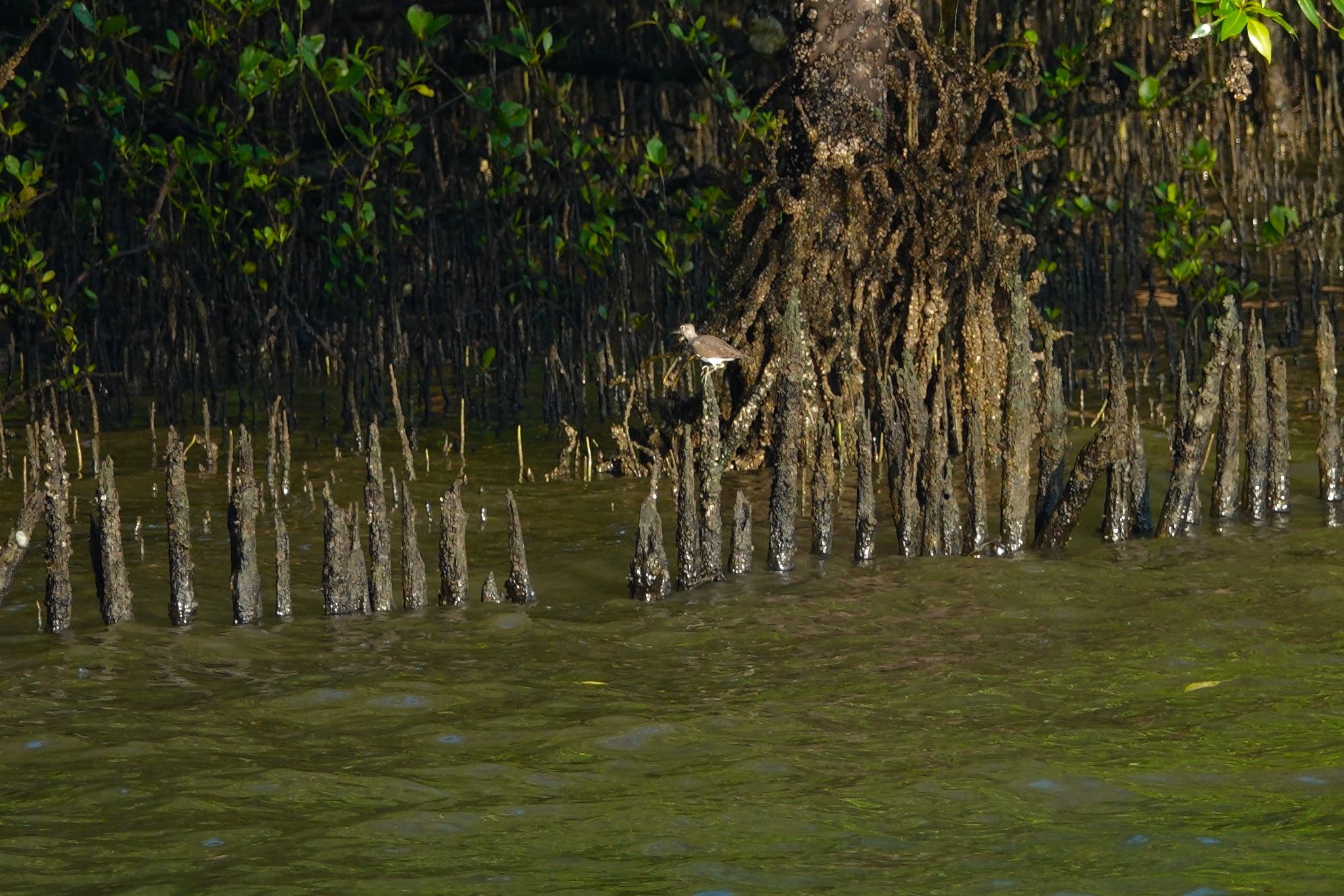 Common Sandpiper