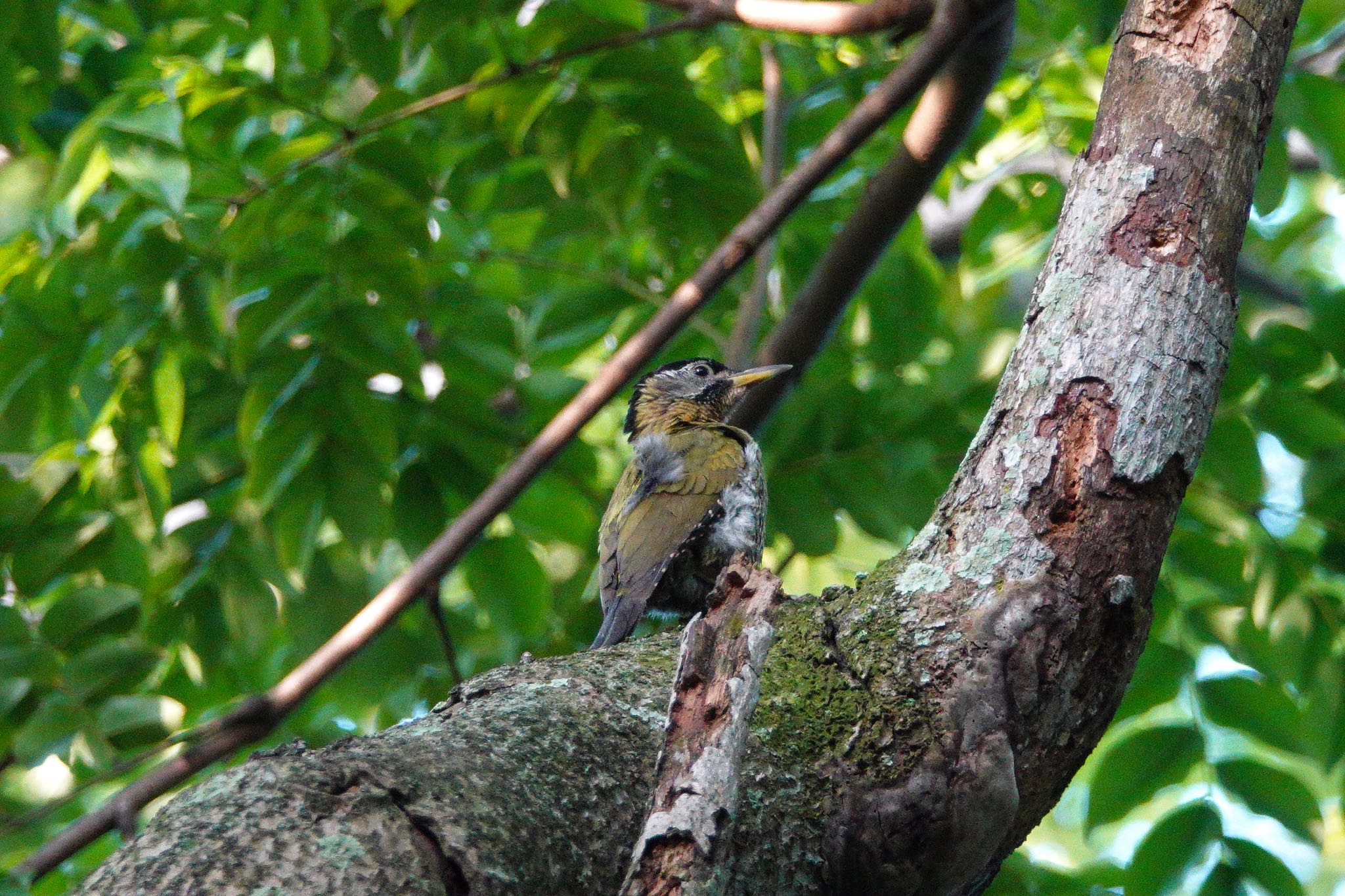 Laced Woodpecker