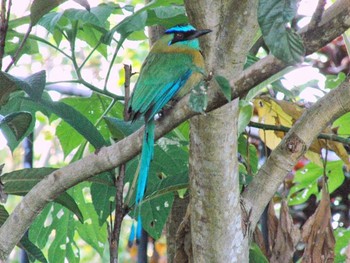 Amazonian Motmot