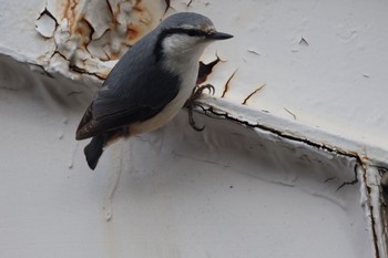 Thu, 11/23/2023 Birding report at 北海道大学