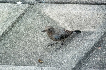 Blue Rock Thrush 神戸市西区押部谷 Sun, 10/7/2018