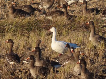 Snow Goose Izunuma Wed, 11/22/2023