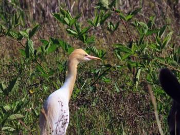 アマサギ Central Coast Wetlands Pioneer Dairy(NSW) 2023年11月19日(日)