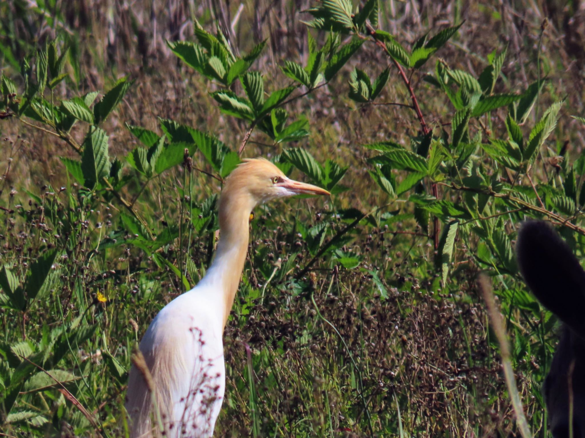 Central Coast Wetlands Pioneer Dairy(NSW) アマサギの写真 by Maki