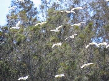 アマサギ Central Coast Wetlands Pioneer Dairy(NSW) 2023年11月19日(日)