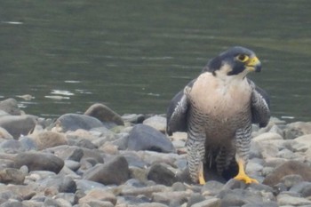 Peregrine Falcon 岡山旭川 Thu, 11/23/2023