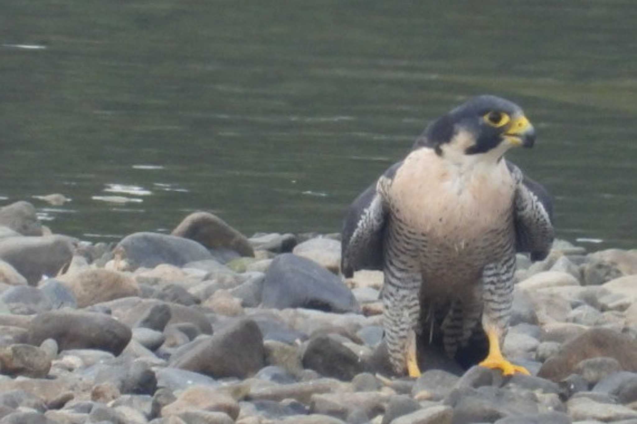 Photo of Peregrine Falcon at 岡山旭川 by タケ