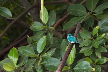 ヒメアオカワセミ Serangan Island 2018年10月7日(日)