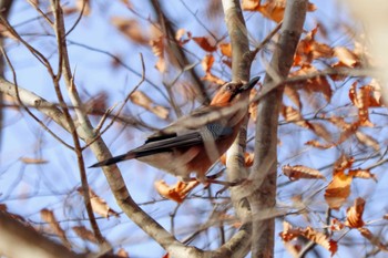 2023年11月16日(木) 大沼公園(北海道七飯町)の野鳥観察記録