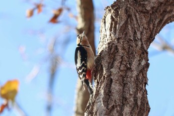 アカゲラ 大沼公園(北海道七飯町) 2023年11月16日(木)