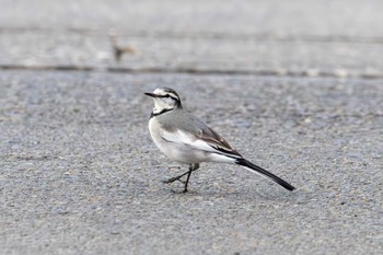 White Wagtail Unknown Spots Thu, 11/23/2023