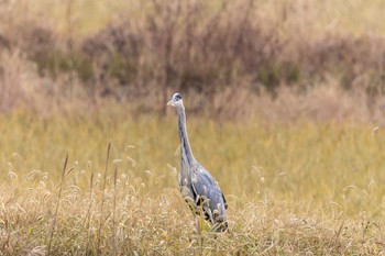 Grey Heron Unknown Spots Thu, 11/23/2023