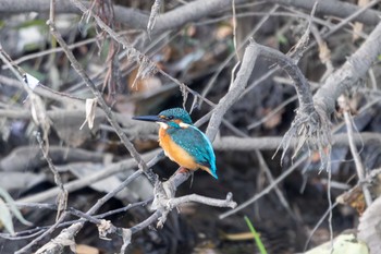 Common Kingfisher Unknown Spots Thu, 11/23/2023
